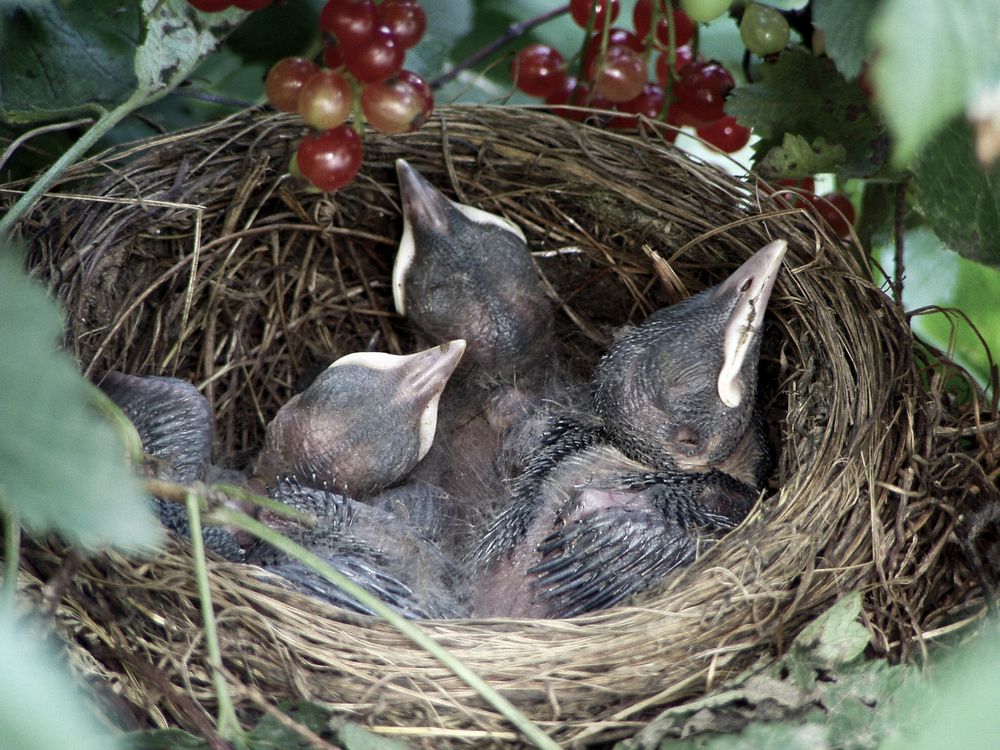 Amselnest Foto & Bild motive, natur Bilder auf