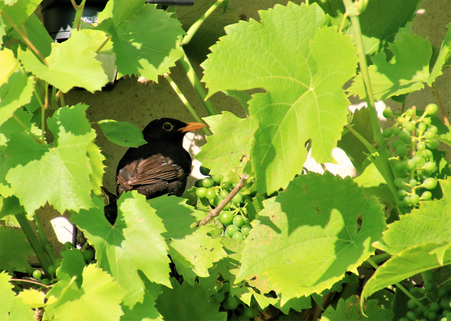 Amselnest im Wein