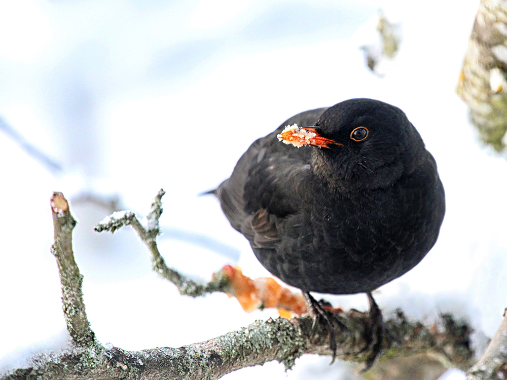 Amsel.Papa