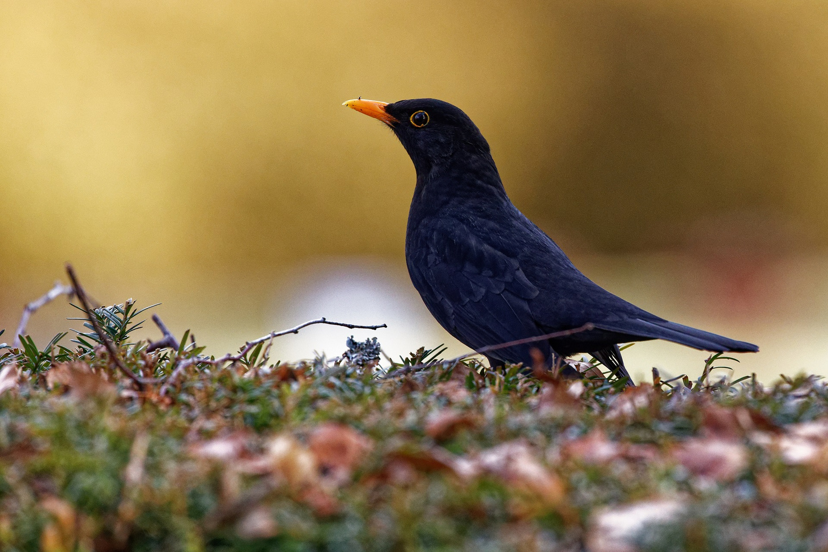 Amselportrait (Turdus merula) Männchen