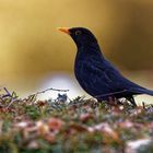 Amselportrait (Turdus merula) Männchen