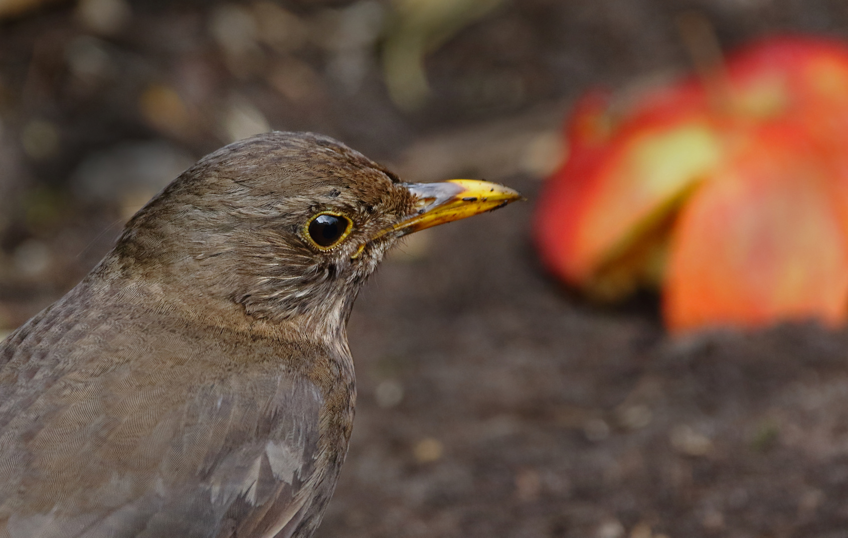 "Amsel's Obsttag"