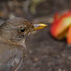 "Amsel's Obsttag"