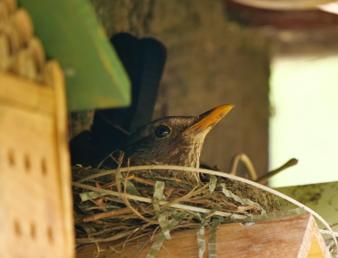 Amsel/Schwarzdrossel