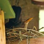 Amsel/Schwarzdrossel