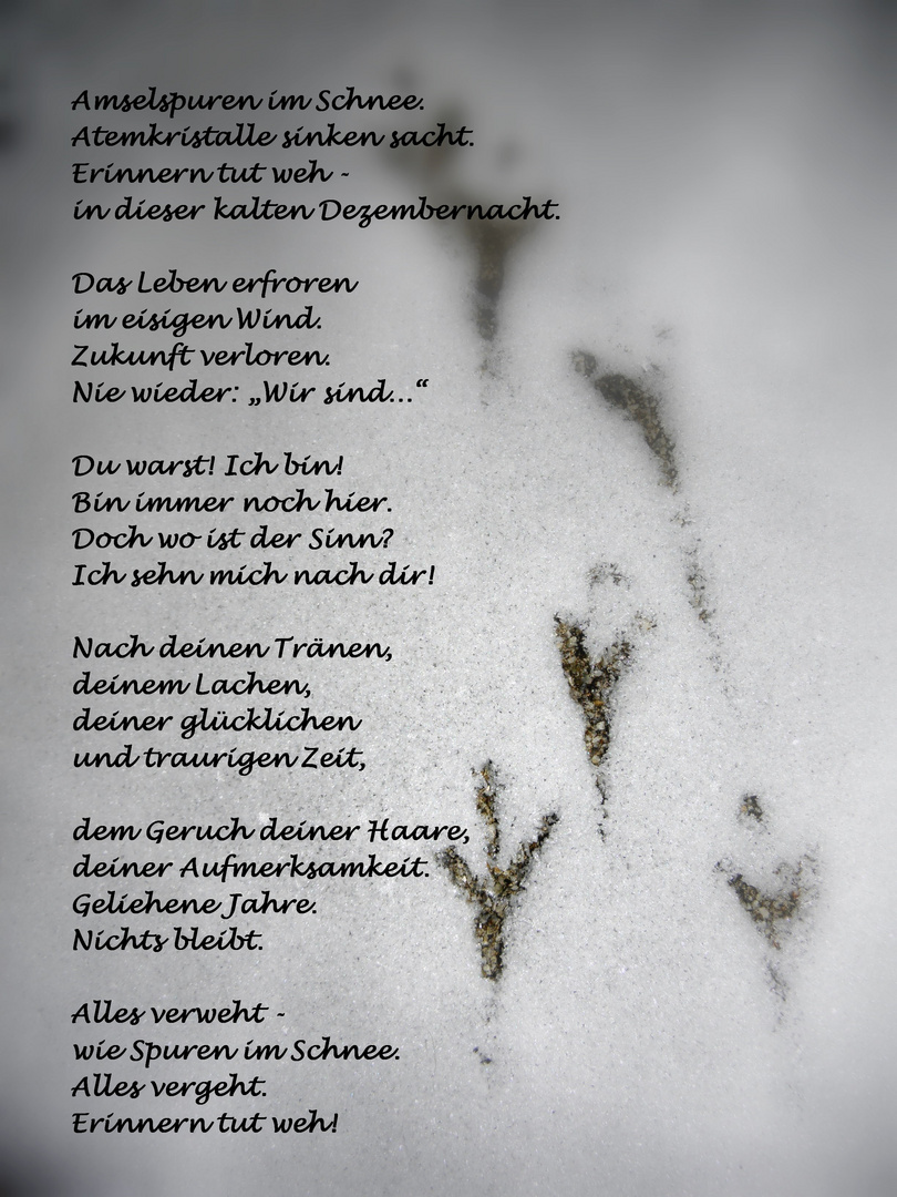 Amselspuren im Schnee