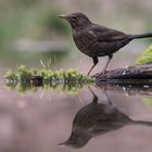 Amsel(Turdus merula)