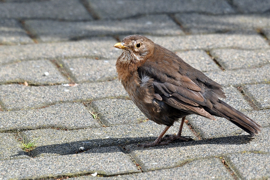 Amselweibchen