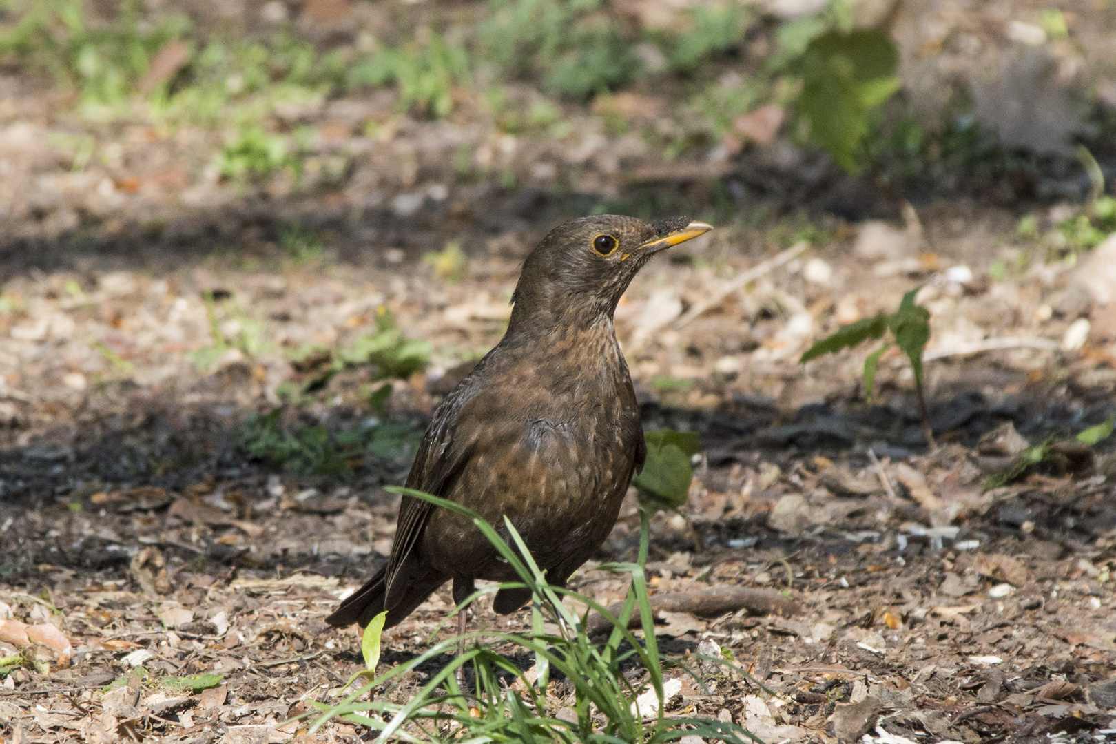 Amselweibchen auf Futtersuche