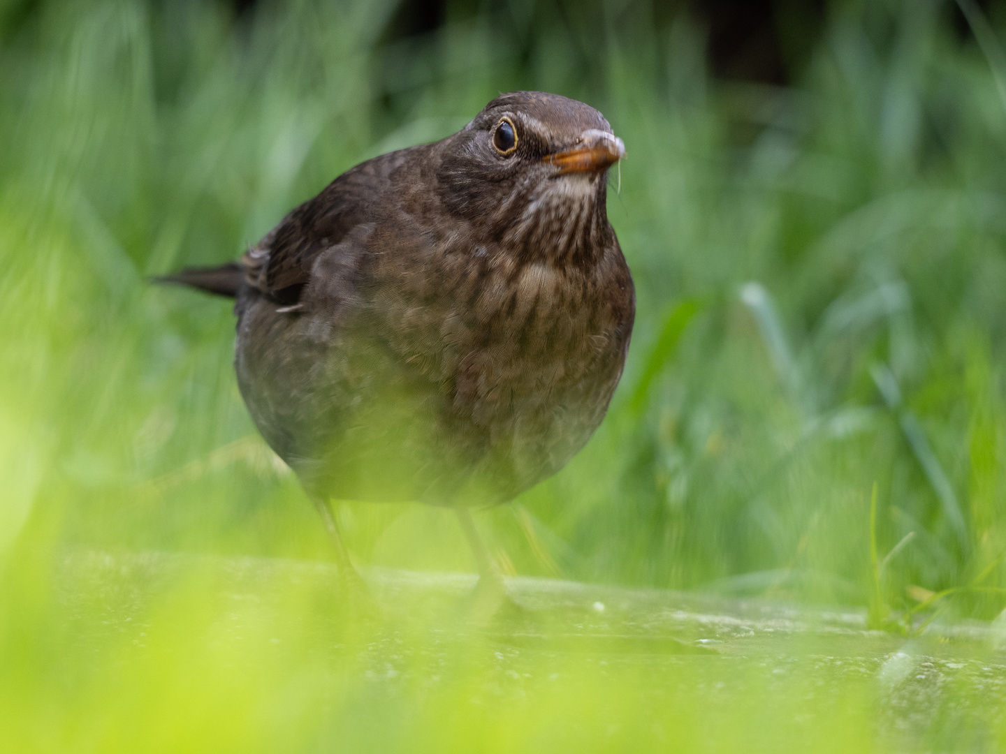 amselweibchen auf futtersuche!