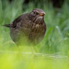 amselweibchen auf futtersuche!