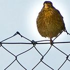 Amselweibchen auf Zaun