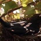 Amselweibchen brütet im Nest