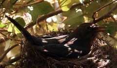 Amselweibchen brütet im Nest