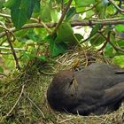 Amselweibchen Cool breeding blackbird relaxed in nest_ by ghostograph_Kilian_Tribbeck_0177_260316_fi