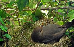 Amselweibchen Cool breeding blackbird relaxed in nest_ by ghostograph_Kilian_Tribbeck_0177_260316_fi