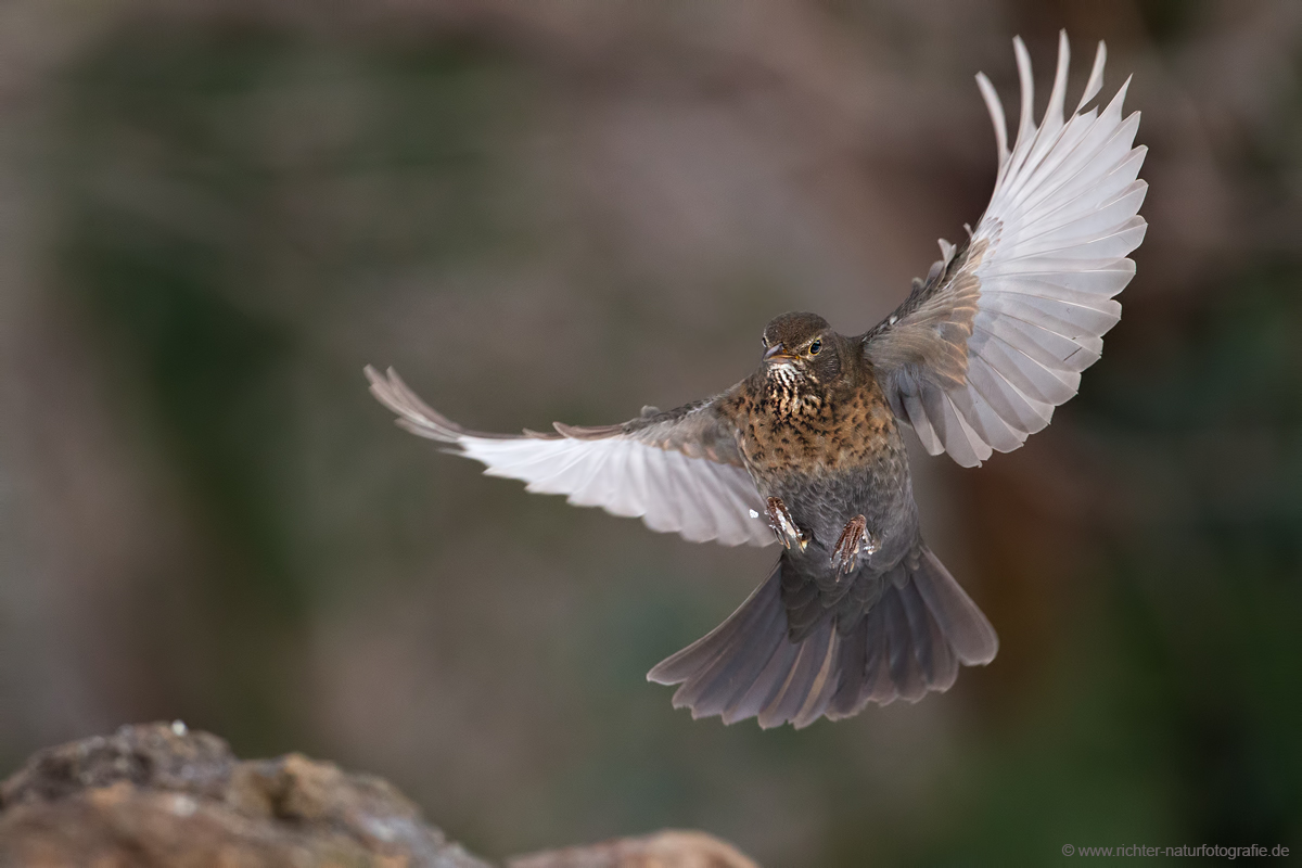 Amselweibchen im Anflug