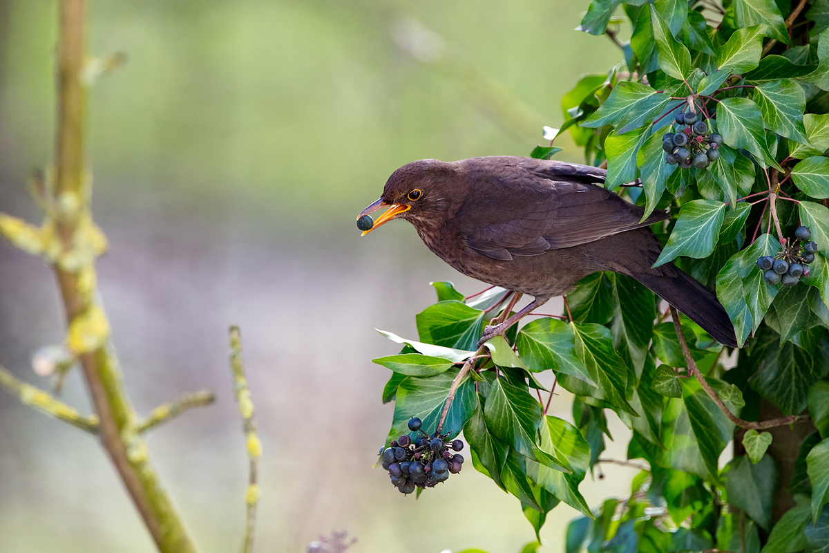 Amselweibchen im Beerenbaum