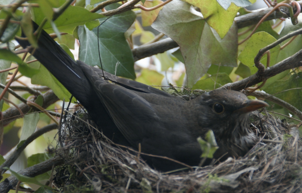 Amselweibchen-im-Nest-was-gückst-Du