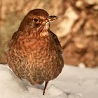 Amselweibchen im Schnee 