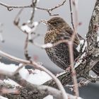 Amselweibchen im Winter