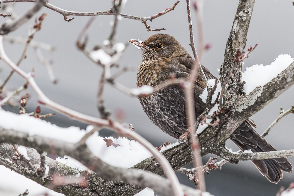 Amselweibchen im Winter