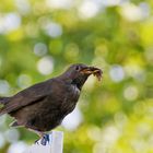 Amselweibchen mit Beute im Schnabel