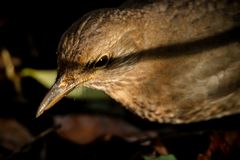 Amselweibchen Portrait