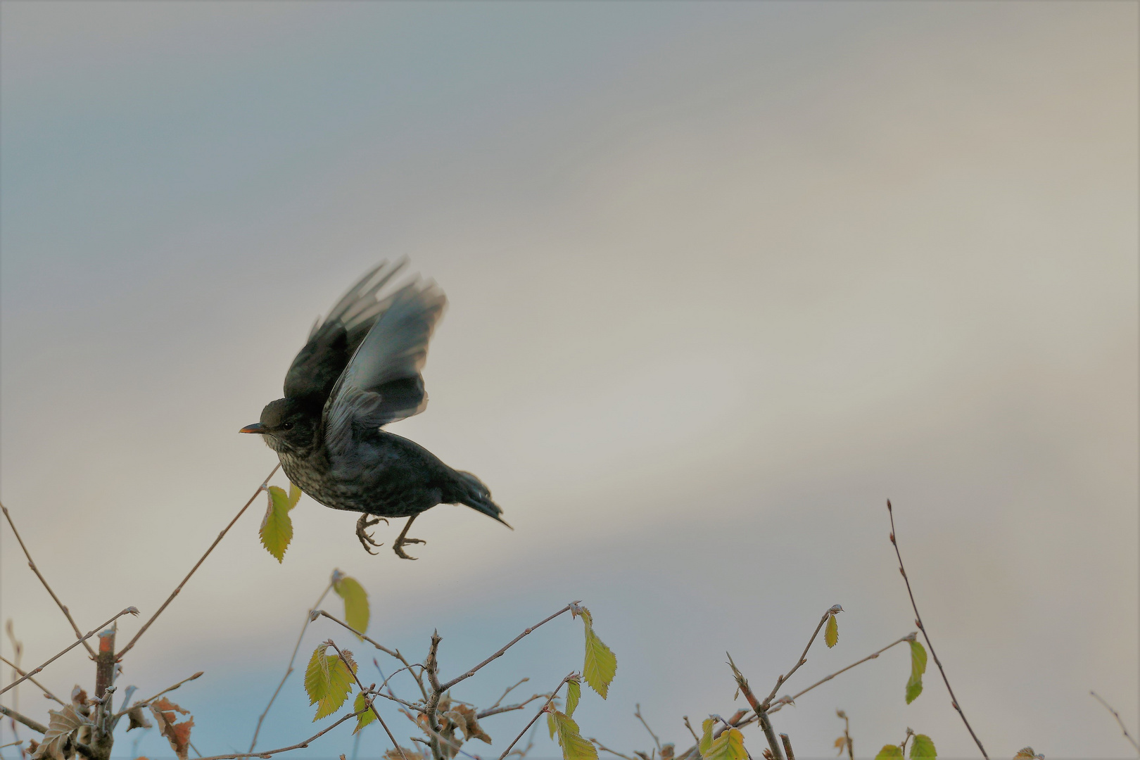 Amsel_weibl_100