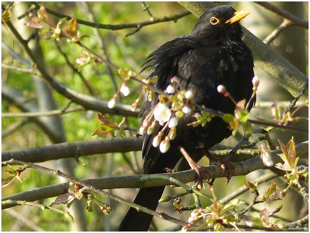 Amsler im Licht der morgendlichen Sonne ,