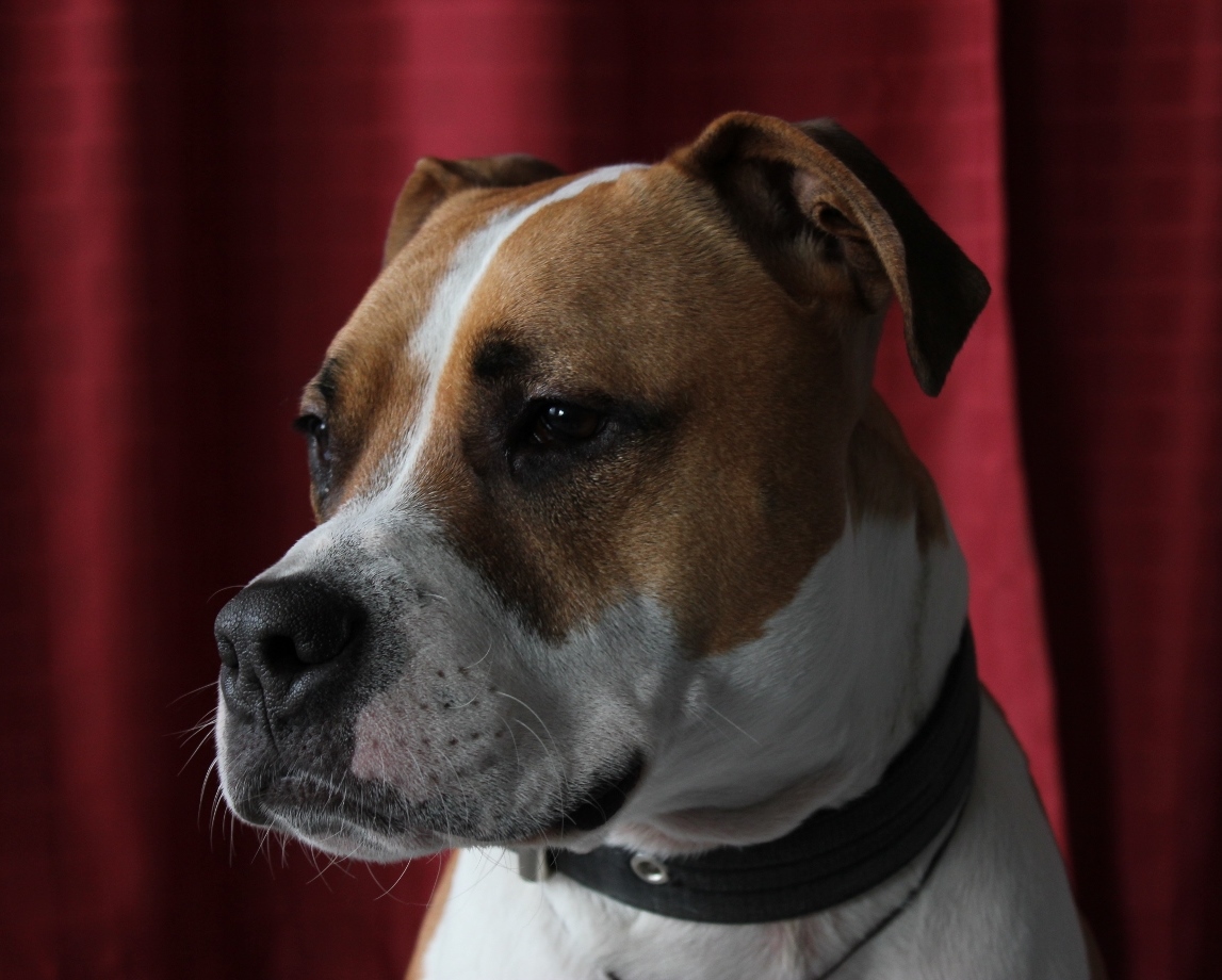 Amstaff Stanley