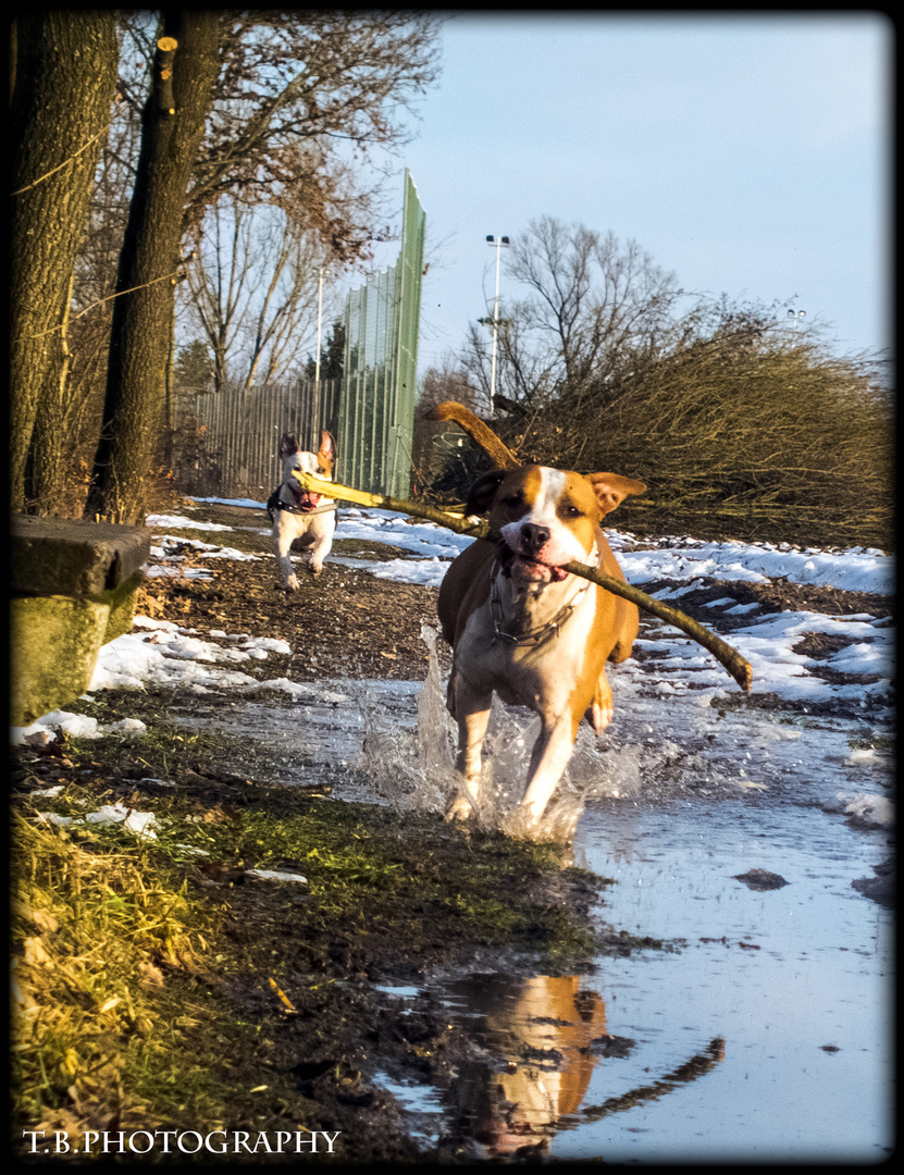 AmStaff "Tiger" und PitBull "Siegfried"