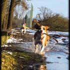 AmStaff "Tiger" und PitBull "Siegfried"