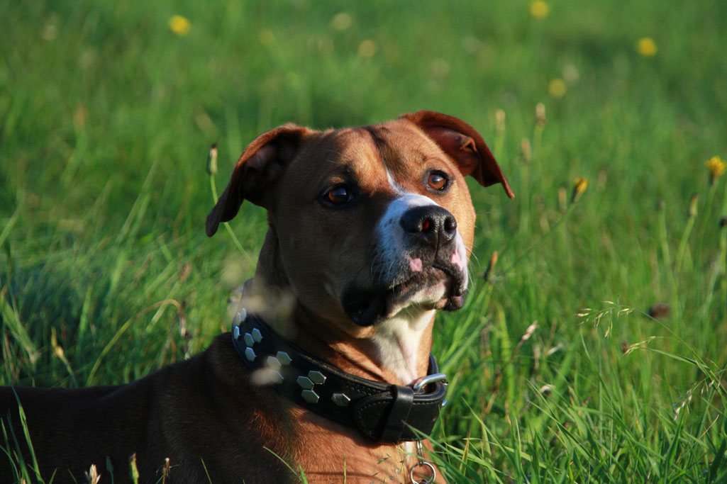 Amstaff Tyson