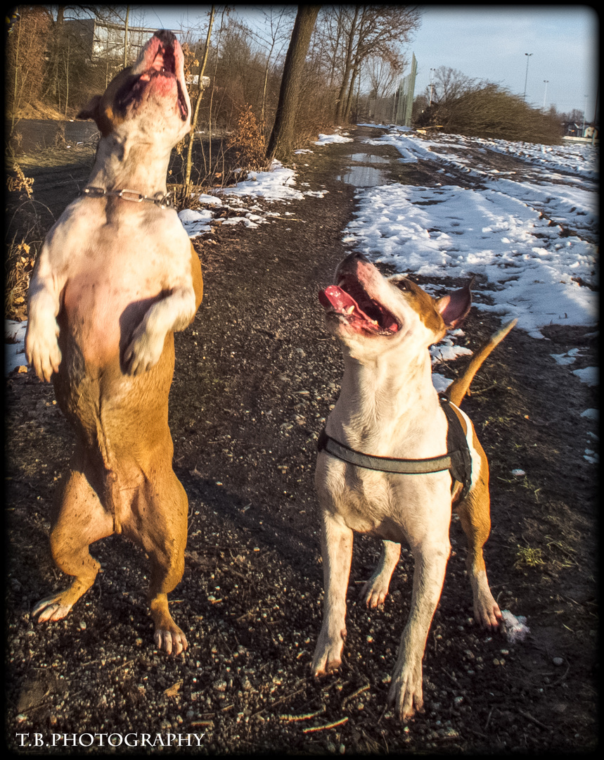 Amstaff und Pitbull beim spielen