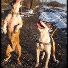 Amstaff und Pitbull beim spielen