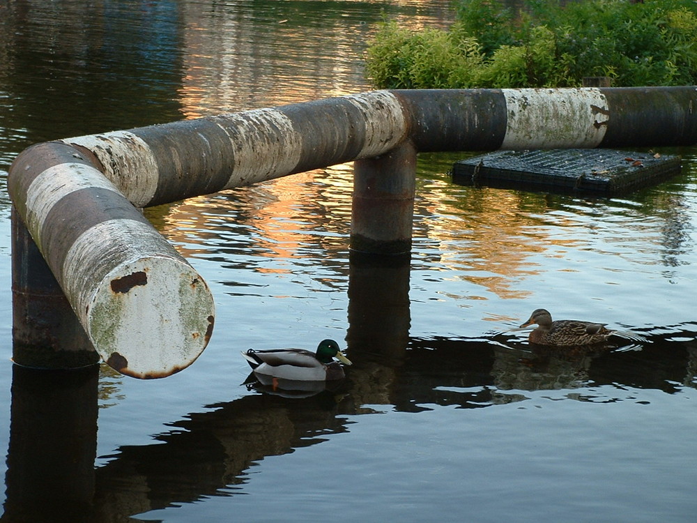 amsterdam acquatica