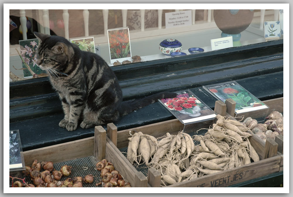 Amsterdam cat