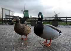 Amsterdam - curious ducks