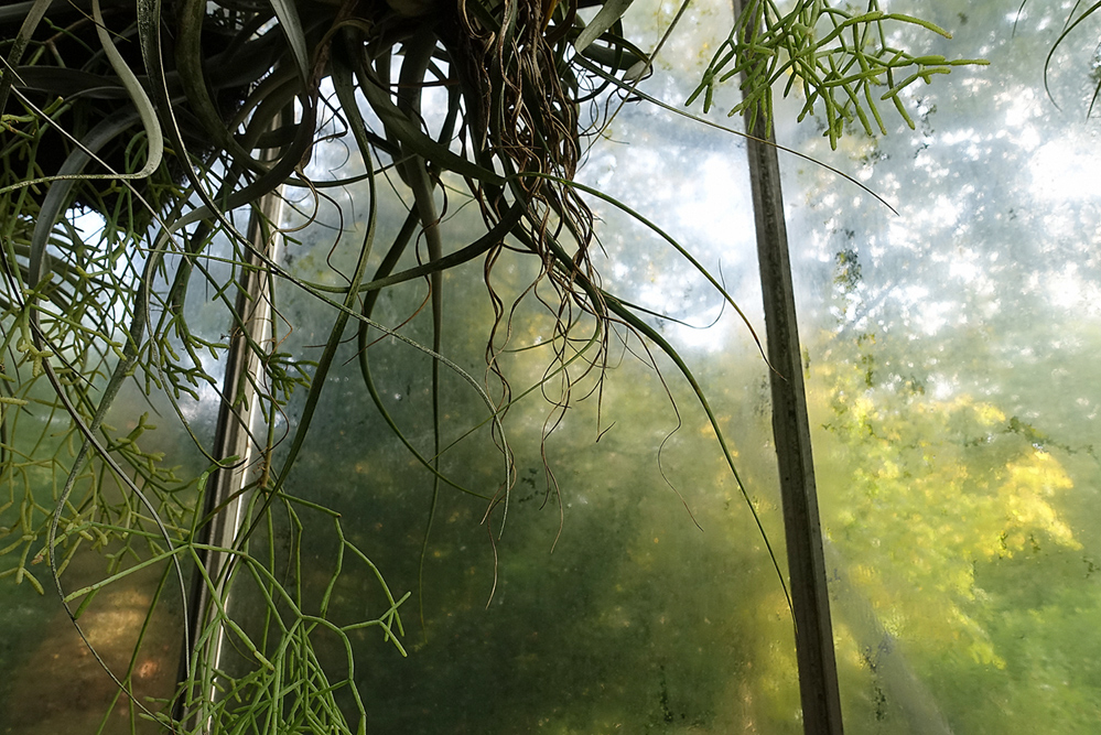 Amsterdam, Hortus Botanicus