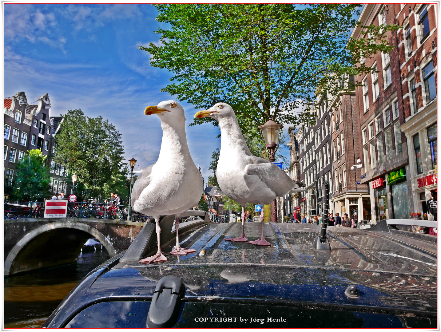 Amsterdam Juli 2017 - Albatrosse möchten wohl mitfahren...