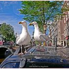 Amsterdam Juli 2017 - Albatrosse möchten wohl mitfahren...