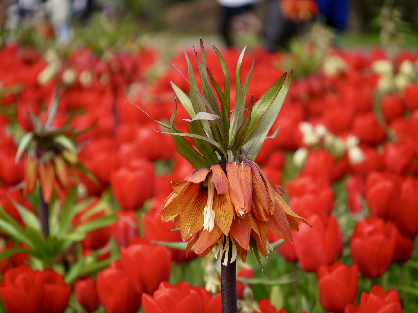 AMSTERDAM-KEUKENHOF 1