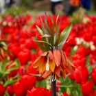 AMSTERDAM-KEUKENHOF 1