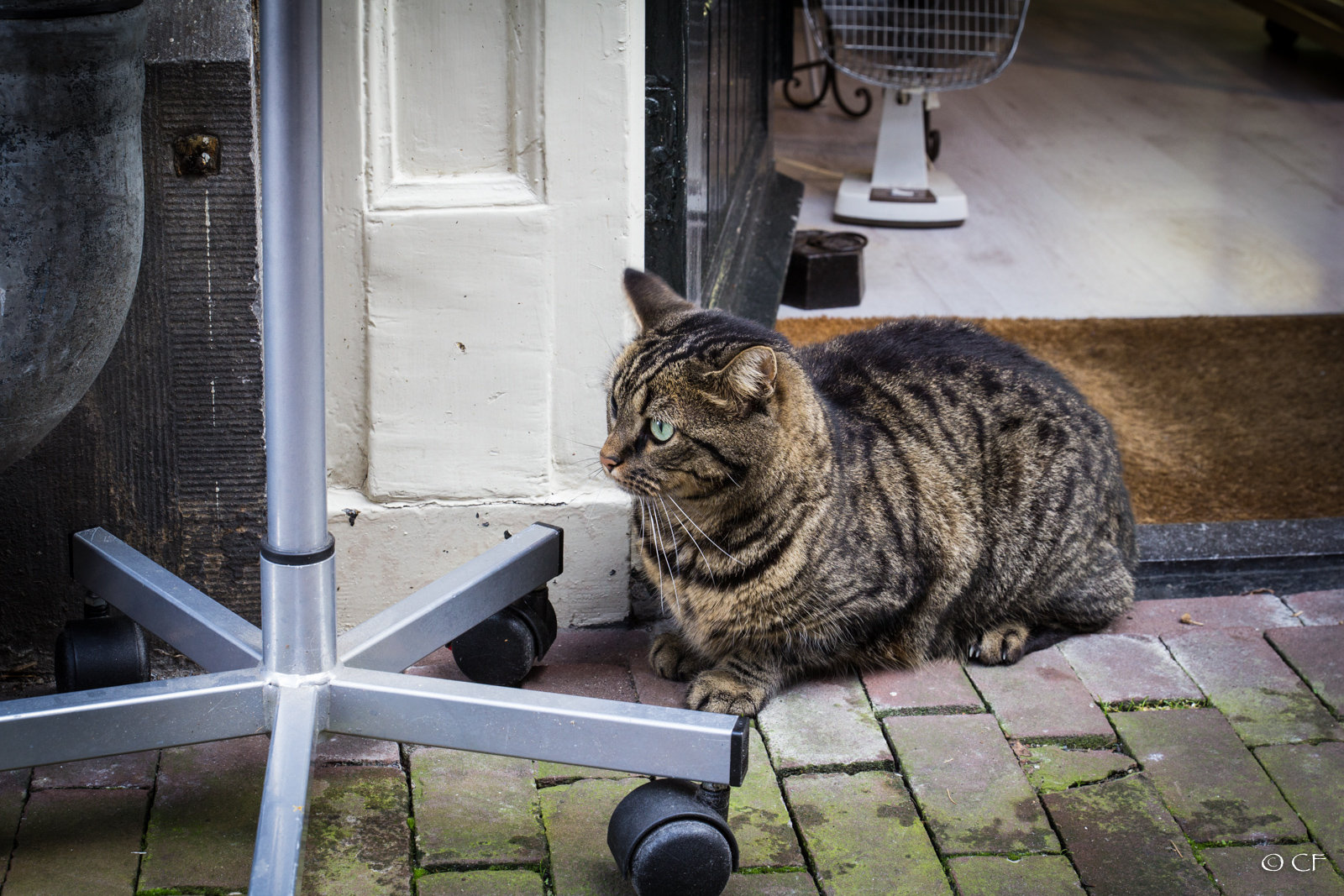 Amsterdam Shopcat