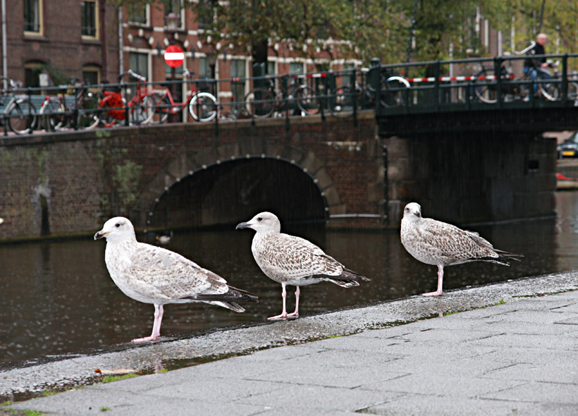 Amsterdamer Bortsteinschwalben....oder...?