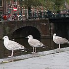 Amsterdamer Bortsteinschwalben....oder...?