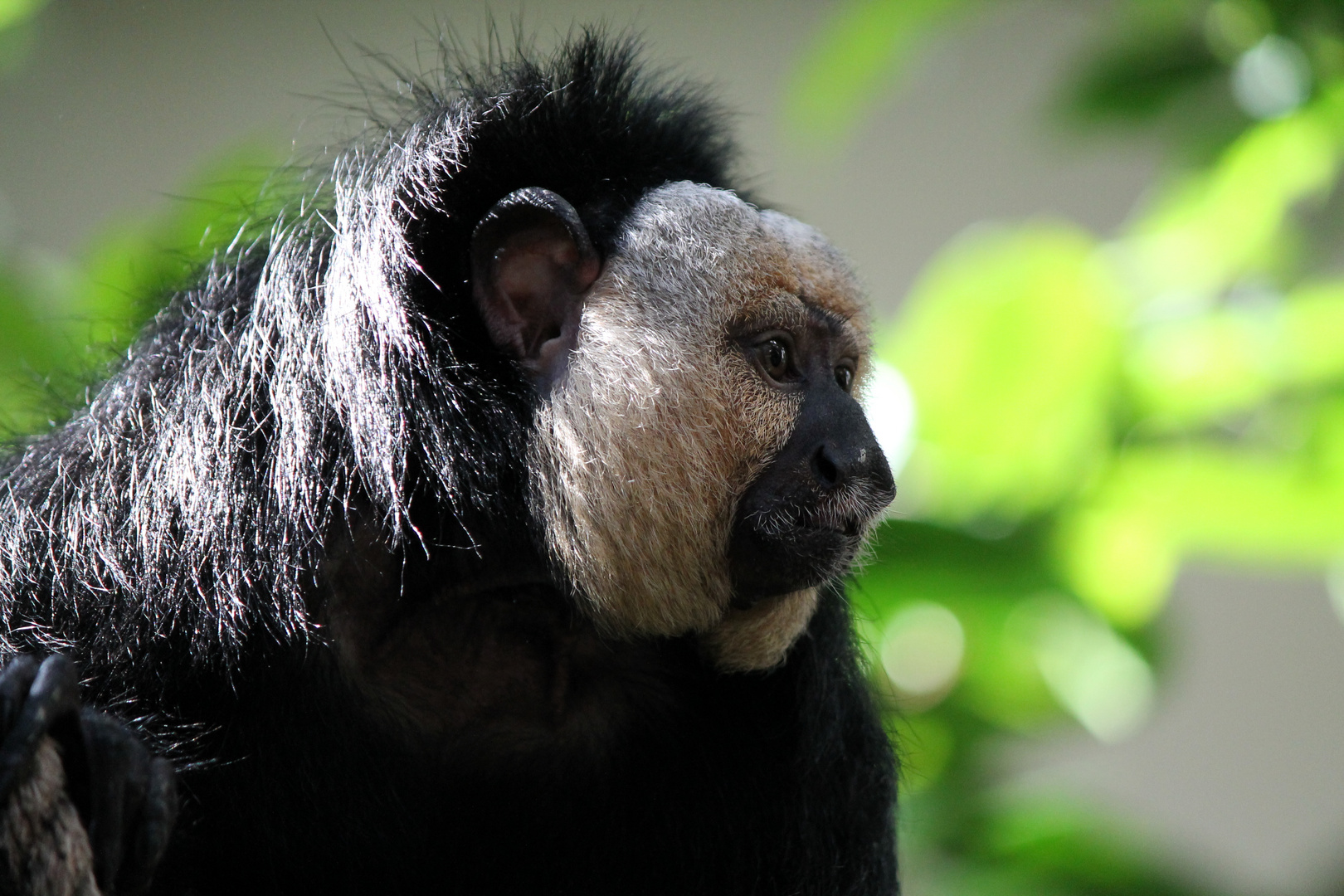 Amsterdamer Zoo