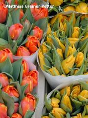 Amstertulpen