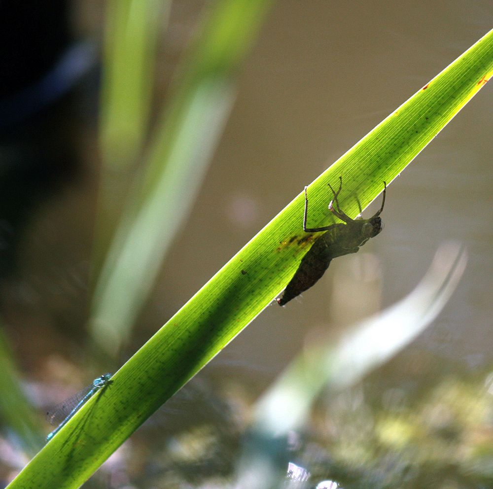 amTeich entdeckt